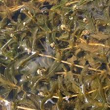 Attēlu rezultāti vaicājumam “Potamogeton perfoliatus”