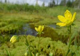 Attēlu rezultāti vaicājumam “Saxifraga hirculus”