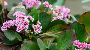 Attēlu rezultāti vaicājumam “Bergenia crassifolia”