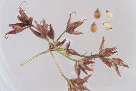 Attēlu rezultāti vaicājumam “Cladium mariscus fruit”