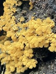 Attēlu rezultāti vaicājumam “Hemitrichia calyculata stalked”