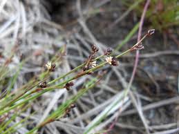 Attēlu rezultāti vaicājumam “Juncus bulbosus”