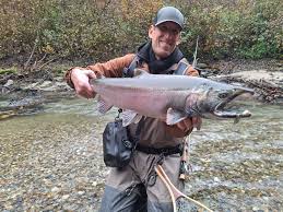 Image result for Oncorhynchus kisutch