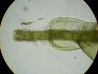 Attēlu rezultāti vaicājumam “Plagiothecium latebricola”