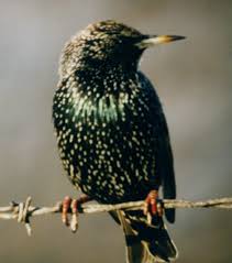 Attēlu rezultāti vaicājumam “Sturnus vulgaris male”