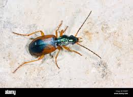 Attēlu rezultāti vaicājumam “Anchomenus dorsalis”