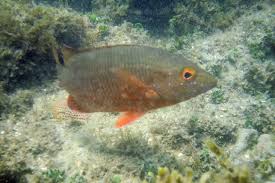 Image result for Lutjanus alexandrei