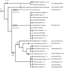 Attēlu rezultāti vaicājumam “Orbilia sp.”
