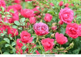 Image result for FOTO ROSA