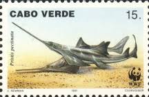 Image result for Pristis pectinata