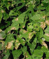 Attēlu rezultāti vaicājumam “Rhizomnium punctatum sporophyte”