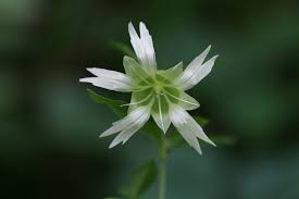 Attēlu rezultāti vaicājumam “Silene baccifera”