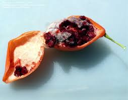 Attēlu rezultāti vaicājumam “Podophyllum hexandrum fruit”