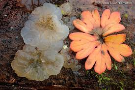 Attēlu rezultāti vaicājumam “Exidia thuretiana”