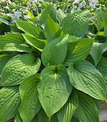 Image result for Hosta sieboldiana 'Elegans'