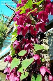 Image result for Rhodochiton atrosanguineum