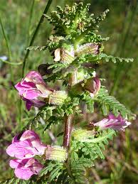 Attēlu rezultāti vaicājumam “Pedicularis palustris flower”