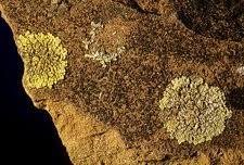 Attēlu rezultāti vaicājumam “Lecanora muralis”