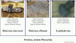Attēlu rezultāti vaicājumam “Physarum diderma”