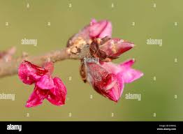 Attēlu rezultāti vaicājumam “Galium verum bud”