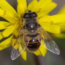 Attēlu rezultāti vaicājumam “Eristalis sp.”