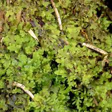 Attēlu rezultāti vaicājumam “Riccardia palmata”