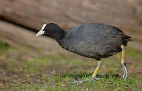 Attēlu rezultāti vaicājumam “Fulica atra adult”