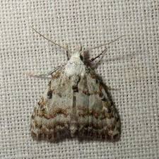 Attēlu rezultāti vaicājumam “Nola aerugula”