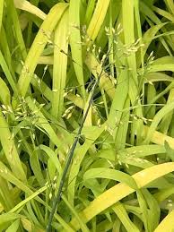 Attēlu rezultāti vaicājumam “Milium effusum”