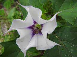 Image result for Datura stramonium