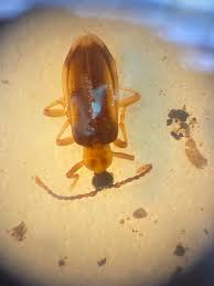 Attēlu rezultāti vaicājumam “Dendrophagus crenatus”