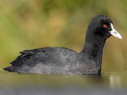 Attēlu rezultāti vaicājumam “Fulica atra”