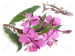 Attēlu rezultāti vaicājumam “Epilobium parviflorum”