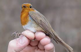 Attēlu rezultāti vaicājumam “Erithacus rubecula”