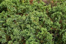 Attēlu rezultāti vaicājumam “Juniperus communis leaf”