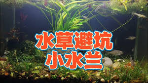 「水蘭」的圖片搜尋結果