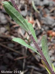 Attēlu rezultāti vaicājumam “Berteroa incana leaf”