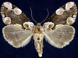 Attēlu rezultāti vaicājumam “Thyatira batis imago”