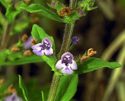 Attēlu rezultāti vaicājumam “Acinos arvensis flower”