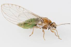 Attēlu rezultāti vaicājumam “Trioza dispar”