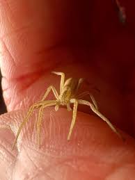 Attēlu rezultāti vaicājumam “Tibellus oblongus”