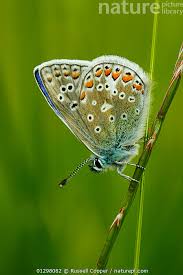 Attēlu rezultāti vaicājumam “Polyommatus icarus male”