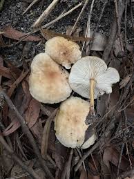 Attēlu rezultāti vaicājumam “Enteridium variabile”