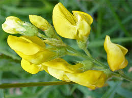 Attēlu rezultāti vaicājumam “Lathyrus pratensis flower”