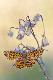 Attēlu rezultāti vaicājumam “Boloria dia”