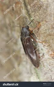 Attēlu rezultāti vaicājumam “Melandryidae”