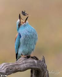 Attēlu rezultāti vaicājumam “Coracias garrulus”