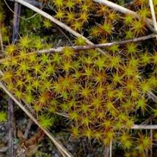 Attēlu rezultāti vaicājumam “Pottiales”