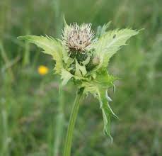 Attēlu rezultāti vaicājumam “Cirsium oleraceum flower”