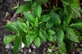 Attēlu rezultāti vaicājumam “Agrimonia pilosa flower”